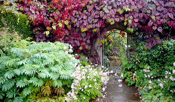 Vitis davidii