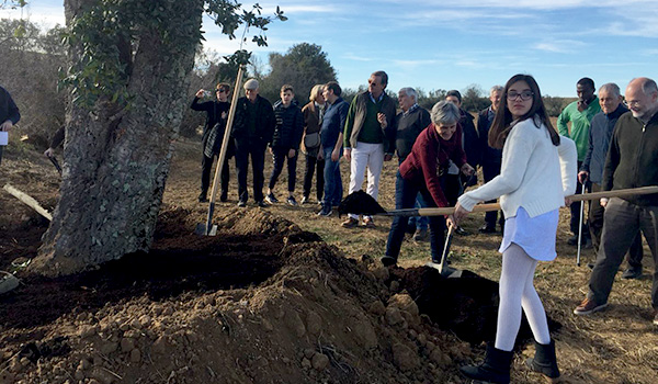 Plantación alcornoque